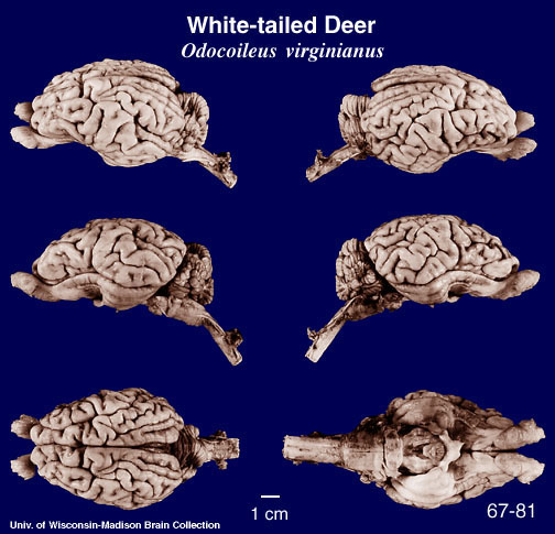 http://brainmuseum.org/Specimens/artiodactyla/deer/brain/Whitetaildeer6clr.jpg