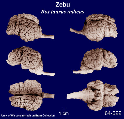 http://brainmuseum.org/Specimens/artiodactyla/zebu/brain/Zebu6clr.jpg