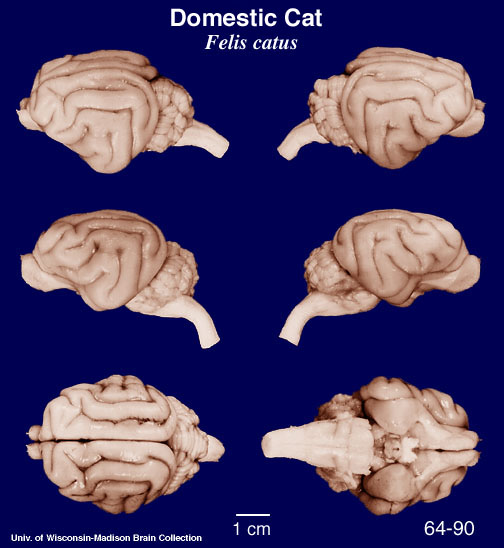 http://brainmuseum.org/Specimens/carnivora/cat/brain/Cat6clr.jpg