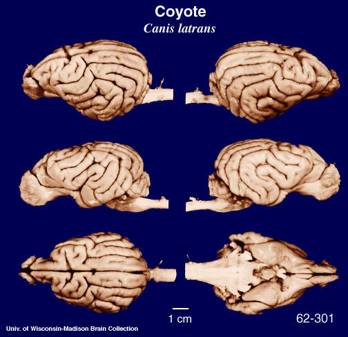 http://brainmuseum.org/Specimens/carnivora/coyote/brain/coyotepanel6.jpg