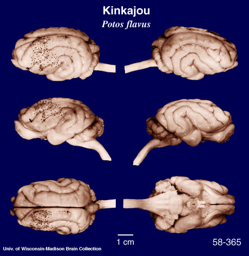 http://brainmuseum.org/Specimens/carnivora/kinkajou/brain/Kinkajou6clr.jpg