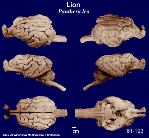 http://brainmuseum.org/Specimens/carnivora/lion/brain/aflionpanel6.jpg