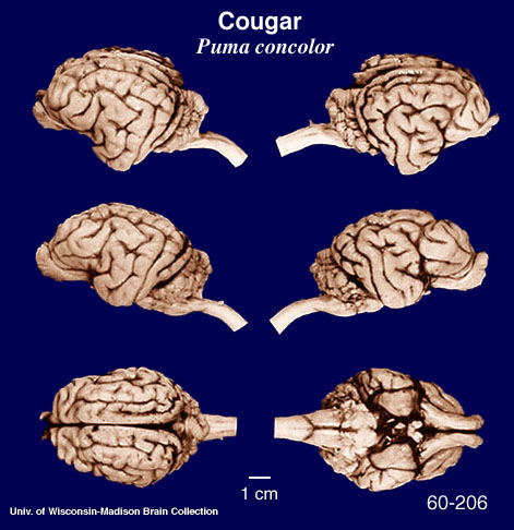 http://brainmuseum.org/Specimens/carnivora/puma/brain/ammtlionpanel6.jpg