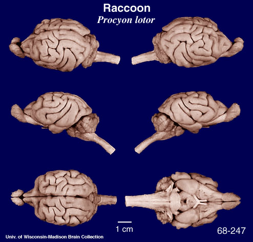 http://brainmuseum.org/Specimens/carnivora/raccoon/brain/Raccoon6clr.jpg