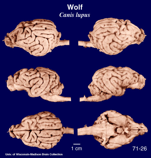 http://brainmuseum.org/Specimens/carnivora/wolf/brain/Wolf6clr.jpg