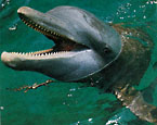 Picture of the Bottle-nose dolphin.