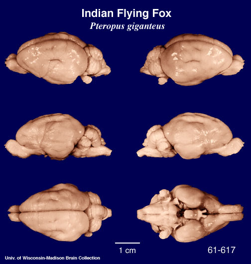 http://brainmuseum.org/Specimens/chiroptera/flyingfox/brain/Flyingfox6clr.jpg