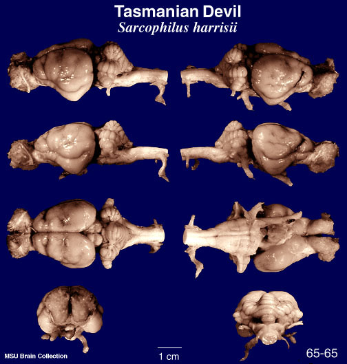 http://brainmuseum.org/Specimens/dasyuromorphia/tasdevil/brain/Tasdevil65656clr.jpg