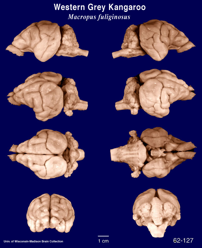 http://brainmuseum.org/Specimens/diprotodontia/graykangaroo/brain/Graykangaroo621276clr.jpg