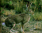 Picture of a Jack-rabbit.