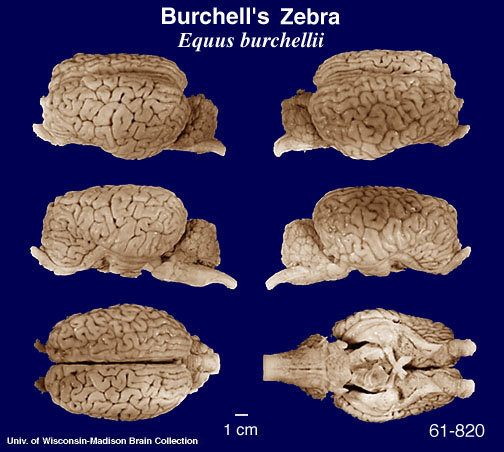 http://brainmuseum.org/Specimens/perissodactyla/zebra/brain/zebrapanel6.jpg