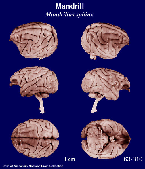 http://brainmuseum.org/Specimens/primates/mandrill/brain/Mandrill6.jpg