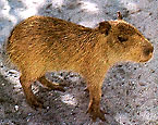 Picture of the animal