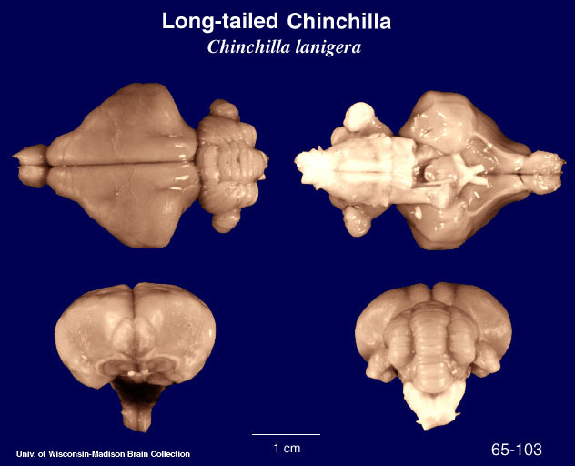 http://brainmuseum.org/Specimens/rodentia/chinchilla/brain/chinchilla651036clr.jpg