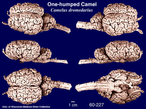 http://brainmuseum.org/specimens/artiodactyla/camel/brain/Dromcamel6clr.jpg