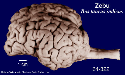 http://brainmuseum.org/specimens/artiodactyla/zebu/brain/ZebuL6clr.jpg