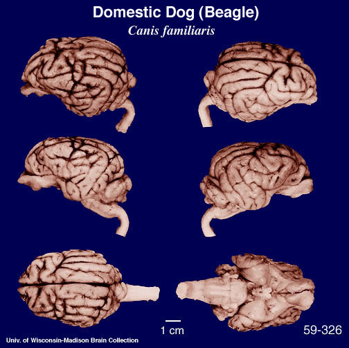 http://brainmuseum.org/specimens/carnivora/beagle/brain/Beagle6clr.jpg