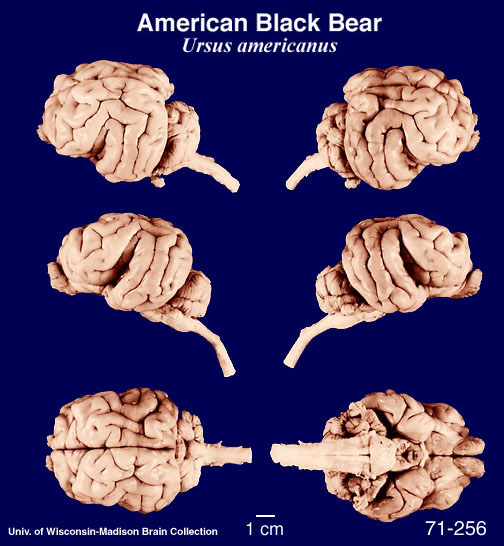 http://brainmuseum.org/specimens/carnivora/blackbear/brain/Blkbear6clr.jpg
