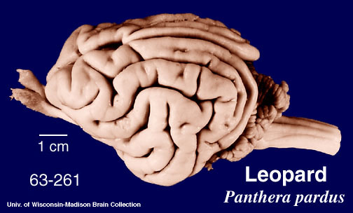 http://brainmuseum.org/specimens/carnivora/leopard/brain/LeopardL6clr.jpg