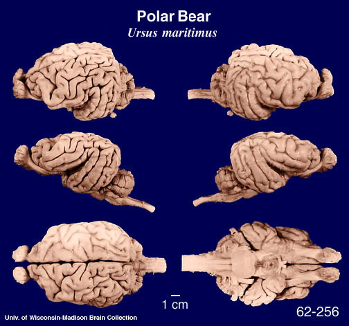 http://brainmuseum.org/specimens/carnivora/polarbear/brain/pbearpanel6.jpg