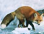 Picture of the Red Fox