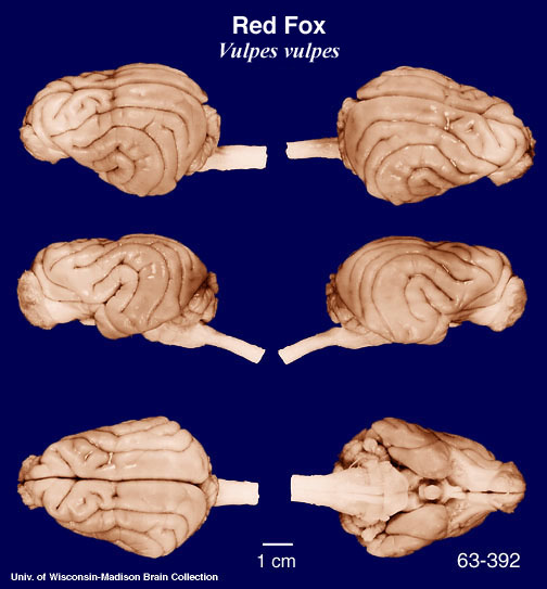 http://www.brainmuseum.org/specimens/carnivora/redfox/brain/redfoxpanel6.jpg