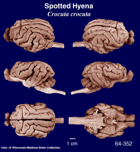 http://brainmuseum.org/specimens/carnivora/spottedhyena/brain/Spottedhyena6clr.jpg