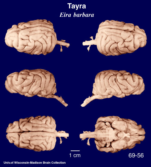 http://brainmuseum.org/specimens/carnivora/tayra/brain/Tayra6clr.jpg