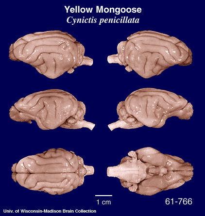 http://brainmuseum.org/specimens/carnivora/yellowmongoose/brain/Yellowmongoose6clr.jpg