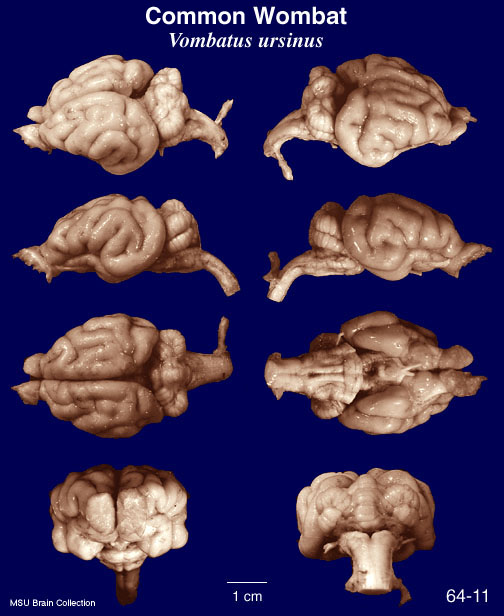 http://brainmuseum.org/specimens/diprotodontia/wombat/brain/Wombat64116clr.jpg