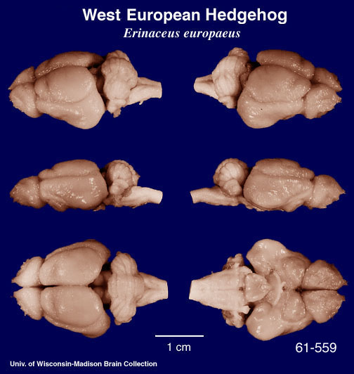 http://brainmuseum.org/specimens/erinaceomorpha/hedgehog/brain/Hedgehog6clr.jpg