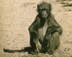 Picture of the animal