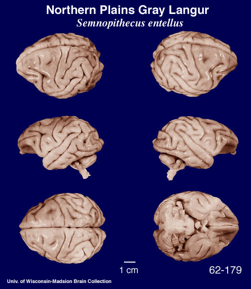 http://brainmuseum.org/specimens/primates/langur/brain/Langur6clr.jpg