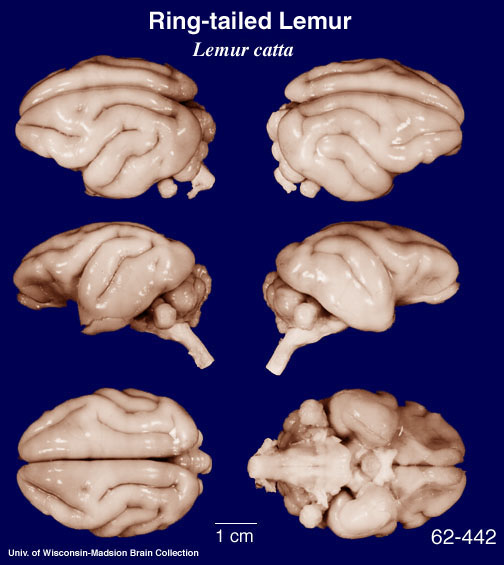 http://brainmuseum.org/specimens/primates/lemurcatta/brain/Lemurcatta6clr.jpg