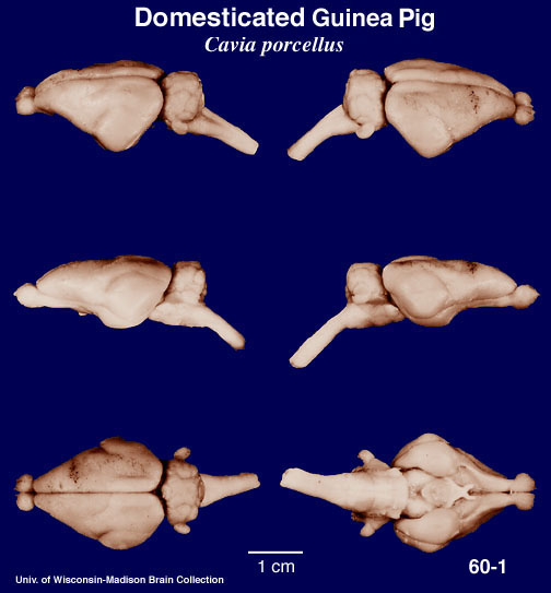 http://www.brainmuseum.org/specimens/rodentia/guineapig/brain/Guineapig6clr.jpg