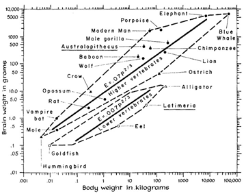 Chart depicting the relationship of brain and body weights